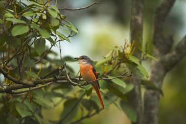 Pembe minivet veya Pericrocotus çevresi, Sattal, Uttarakhand devlet Hindistan