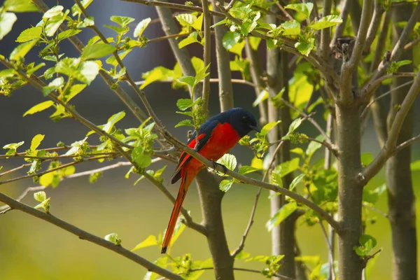 Uzun Kuyruklu Minivet Veya Pericrocotus Ethologus Corbett Kaplan Rezerv Uttarakhand — Stok fotoğraf