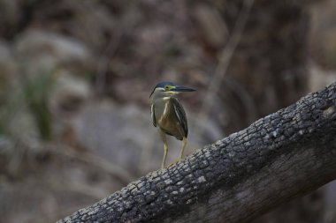 Çizgili balıkçıl veya Butorides striata, Ranthambhore kaplan rezerv, Rajasthan, Hindistan