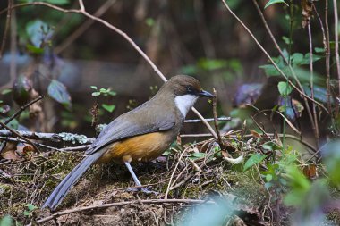 Beyaz boğazlı laughingthrush, Garrulax albogularis, Sattal, Uttarakhand Hindistan Devlet