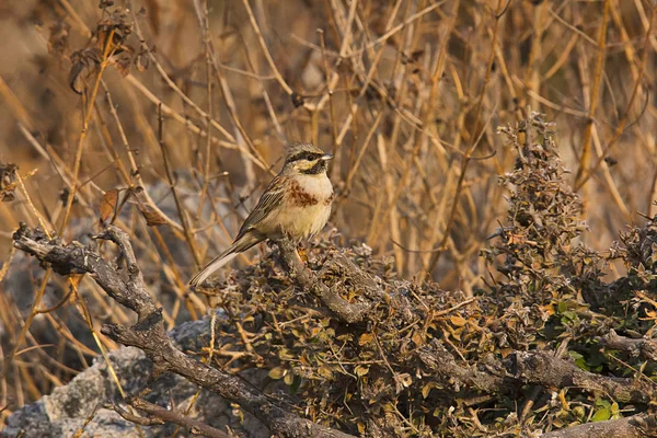 Beyaz Şapkalı Veya Kestane Göğüslü Kiraz Kuşu Emberiza Stewarti Mount — Stok fotoğraf