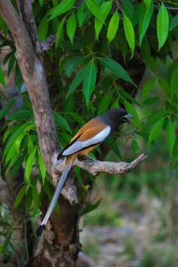 Kızılca treepie veya Dendrocitta vagabunda, Ranthambhore kaplan rezerv, Rajasthan, Hindistan