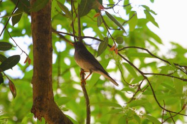 Tickell'ın pamukçuk, Turdus tek renkli, Sattal, Uttarakhand devlet Hindistan