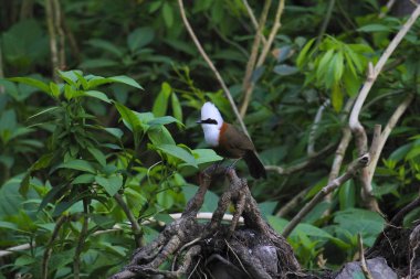 Beyaz ibikli laughingthrush, Garrulax leucolophus, Sattal, Uttarakhand Hindistan Devlet