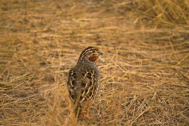 Perdicula asiatica, Ranthambhore kaplan rezerv, Rajasthan Hindistan Devlet Orman çalı bıldırcını