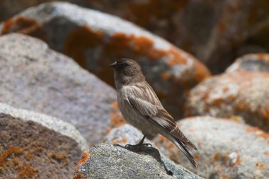 Brandt'ın dağ Finch, Leucosticte brandti, Khardung Köyü, Jammu ve Keşmir, Hindistan