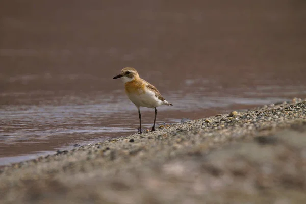 Chorro Arena Menor Charadrius Mongolus Pangong Jammu Cachemira India — Foto de Stock