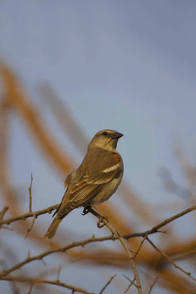 Kaštanové Ramena Petronia Petronia Xanthocollis Ranthambhore Tiger Rezerva Rajasthan Indie — Stock fotografie