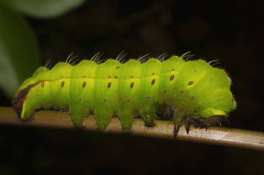 Tasar Silkmoth veya Antherea myllita, Caterpillar, Mumbai, Maharashtra, Hindistan