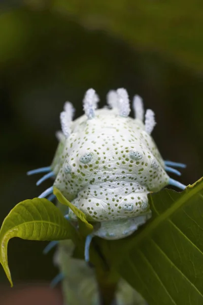 Atlas Nachtvlinder Caterpillar Sluiten Omhoog Sanjay Gandhi National Park Maharashtra — Stockfoto