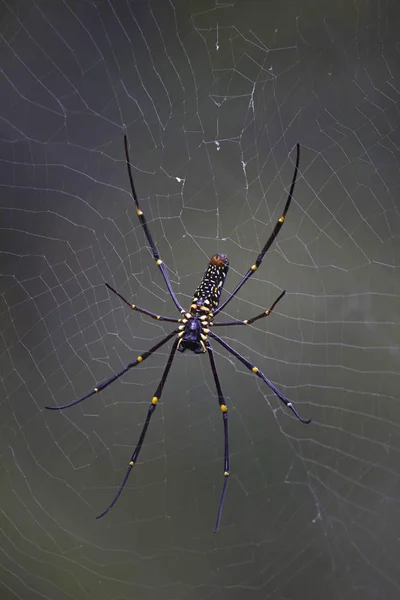 Aranha Madeira Gigante Nephila Maculata Corbett Tiger Reserve Uttarakhand Índia — Fotografia de Stock