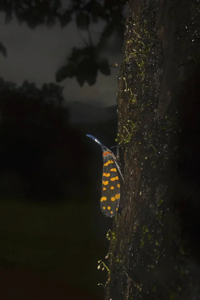 Lantern Fly Pyrops Božena Wildlife Sanctuary Karnataka Indie — Stock fotografie