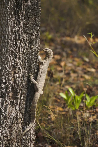 Monitor Indio Común Varanus Bengalensis Bengala — Foto de Stock