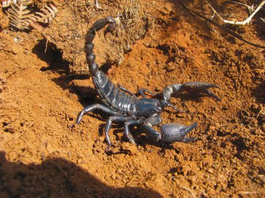 İmparator akrep, Pandinus Imperator Satara, Maharashtra eyalet Hindistan üzerinden