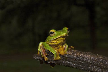 Malabar kurbağa, Rhacophorus malabaricus Sharavathi yaban hayatı kutsal, Karnataka, Hindistan üzerinden kayma