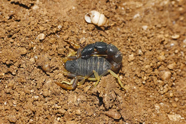 Bicolor Skorpió Vagy Orthochirus Bicolor Termékcsalád Buthidae Mayureshwar Kicsapongó Élet — Stock Fotó