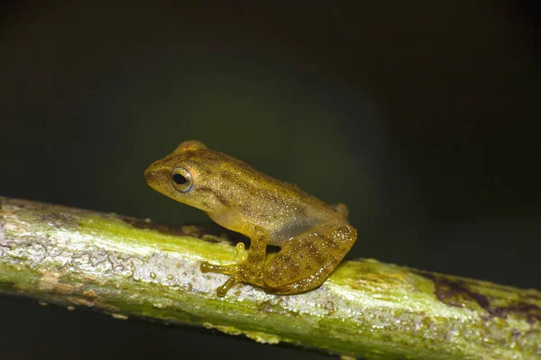 Vista Cercana Rana Bush Desde Agumbe Del Estado Karnataka India — Foto de Stock