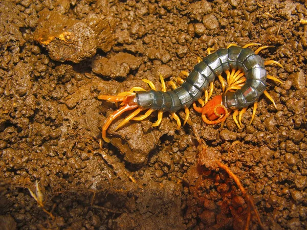 ムカデ Bhimashankar 野生生物保護区 マハーラーシュトラ州インドの状態 — ストック写真