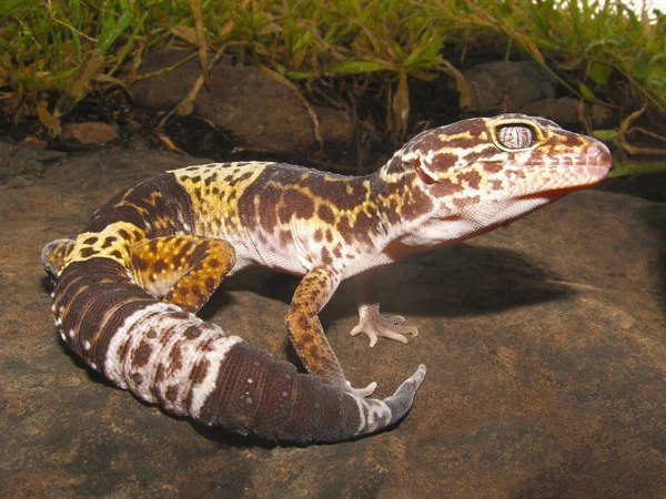 Λίπος Ουρά Gecko Από Saswad Κατάσταση Της Μαχαράστρα Της Ινδίας — Φωτογραφία Αρχείου
