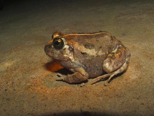 Indiska Grävande Groda Eller Sphaerotheca Breviceps Sharavathi Vid Wildlife Sanctuary — Stockfoto