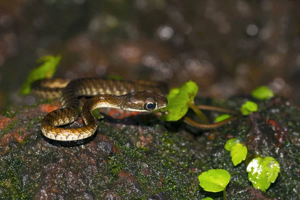 Большой Бронзовый Змей Dendrelaphis Grandoculis Агумбе Штат Карнатака Индия — стоковое фото