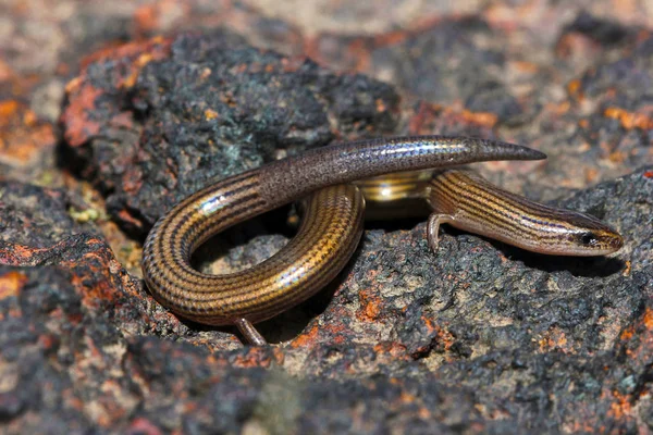 Scinque Souple Doublé Lygosoma Lineata Satara Maharashtra Inde — Photo