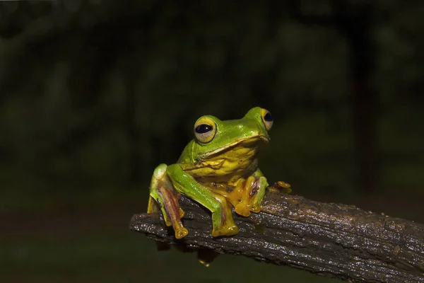 stock image Malabar Gliding Frog, Rhacophorus malabaricus from Sharavathi Wildlife Sanctuary, Karnataka, India