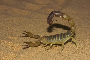 Fattail akrep veya yağlı kuyruklu akrep, Androctonus sp. Jaisalmer, Rajasthan, Hindistan dan