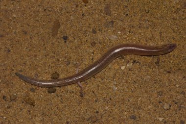 sandfish veya Scincus scincus Jaisalmer, Rajasthan, Hindistan dan