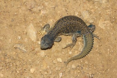 Jaisalmer, Rajasthan, Hindistan dan dikenli kuyruklu kertenkele