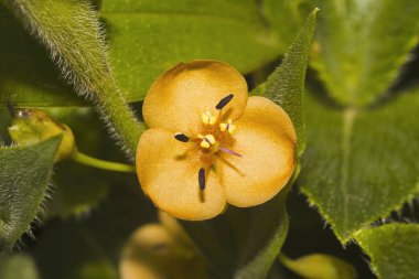 Marsh Dewflower, Abolima, Murdannia lanuginosa, çiçekli bitkiler, Kaas, Maharashtra, Hindistan Satara ilçe