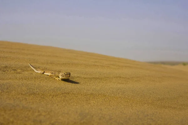 蟾蜍为首的蜥从山姆沙漠 拉贾斯坦邦 — 图库照片