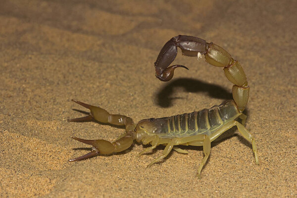 Fattail scorpion or fat-tailed scorpion, Androctonus sp. from Jaisalmer, Rajasthan, India