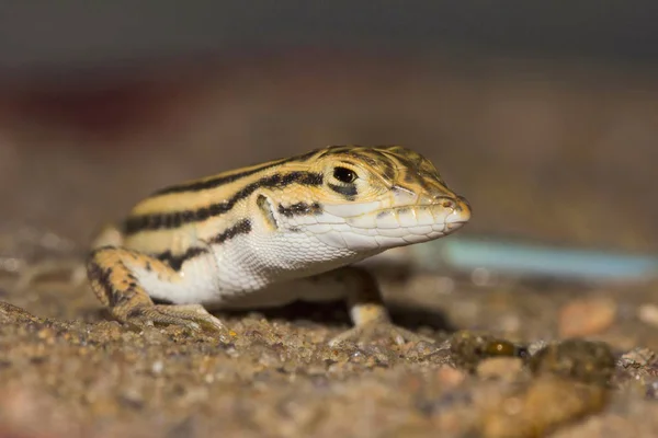 Cantor Lacertid Wall Lizard Jaisalmer Rajasthan India — стоковое фото