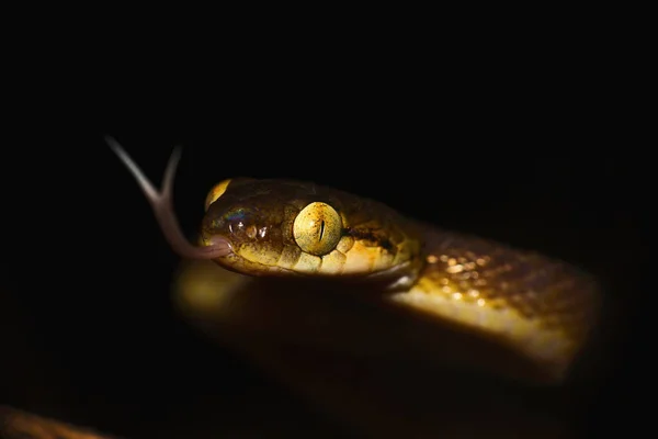 Цейлон Кошка Змея Бойги Ceylonensis Matheran Махараштра Индия — стоковое фото