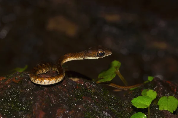 Grote Eyed Bronzeback Slang Dendrelaphis Grandoculis Van Agumbe Karnataka India — Stockfoto