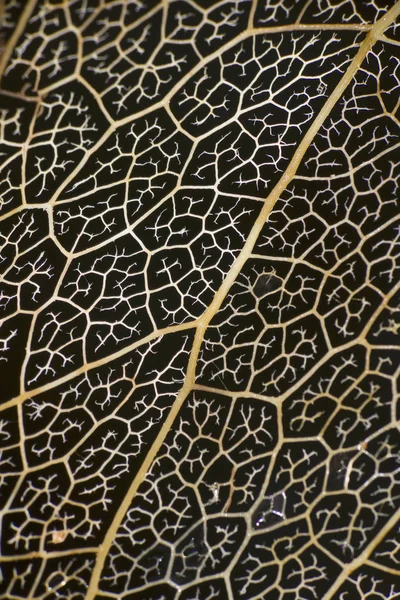 Φλέβες Του Ένα Νεκρό Peepal Φύλλο Στο Agumbe Επαρχεία Karnataka — Φωτογραφία Αρχείου
