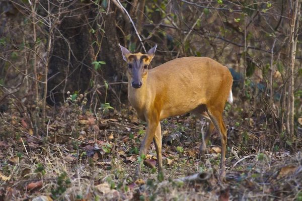 Indische Muntjak Barking Herten Kanha Tiger Reserve Madhya Pradesh India — Stockfoto