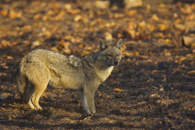 Altın çakal, Canis aureus Panna kaplan rezerv, Madhya Pradesh, Hindistan