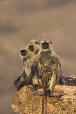 Bandhavgarh Tiger rezerv, Madhya Pradesh, Hindistan, Hanuman Langur veya Simia Tellus