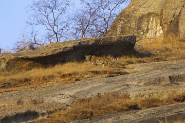Hint leopar Bera Rajasthan Hindistan Devlet