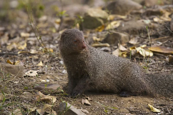 Сірий Mongoose Заповіднику Ranthambhore Тигр Раджастан Індія — стокове фото