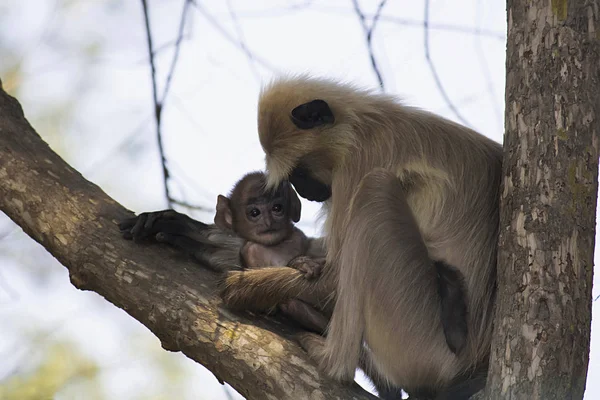 Hanuman Langur Simia Tellus Bandhavgarh Tiger Reserve Madhya Pradesh India — Stockfoto