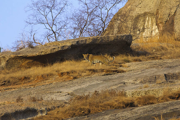 Indian Leopard at Bera of Rajasthan state of India