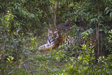 Kaplan - Panthera tigris tigris, Banbehi erkek, Bandhavgarh kaplan rezerv, Madhya Pradesh, Hindistan