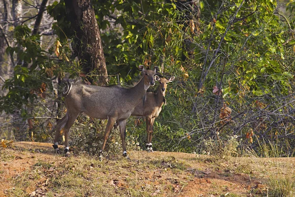 Kobieta Neelgai Łydki Bandhavgarh Tiger Reserve Madhya Pradesh Indie — Zdjęcie stockowe