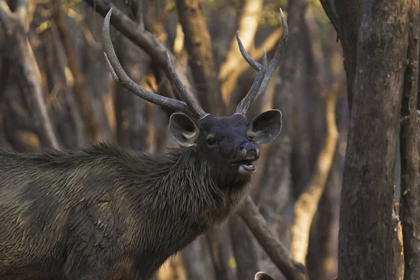 Veado Sambar Ranthambhore Tiger Reserve Rajasthan Índia — Fotografia de Stock