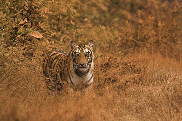 Tiger Panthera Tigris Tigris Filhote Chandi Umred Karhandla Wildlife Sanctuary — Fotografia de Stock