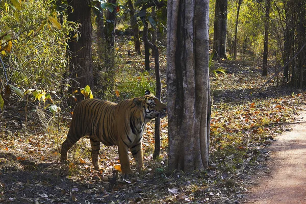 Hombre Mukunda Tigris Panthera Tigris Tigre Bandhavgarh Tiger Reserve Madhya —  Fotos de Stock