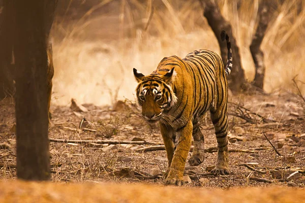 Tiger Panthera Tigris Tigris Ranthambhore Tiger Reserve Rajasthan India —  Fotos de Stock